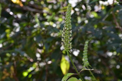 Catoferia chiapensis, photographed by Neptalí Ramírez Marcial