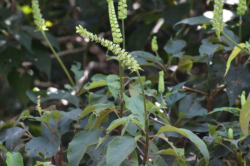 Catoferia chiapensis, photographed by Neptalí Ramírez Marcial
