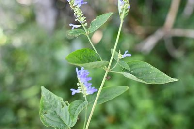 Salvia connivens, photographed by Neptalí Ramírez Marcial