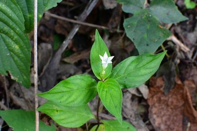 Spigelia humboldtiana, photographed by Neptalí Ramírez Marcial