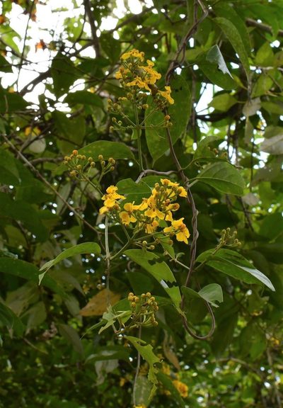 Tetrapterys mexicana, photographed by Neptalí Ramírez Marcial