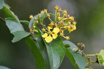 Tetrapterys mexicana, photographed by Neptalí Ramírez Marcial