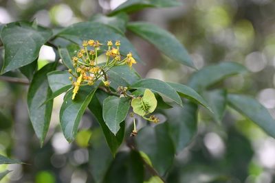 Tetrapterys mexicana, photographed by Neptalí Ramírez Marcial