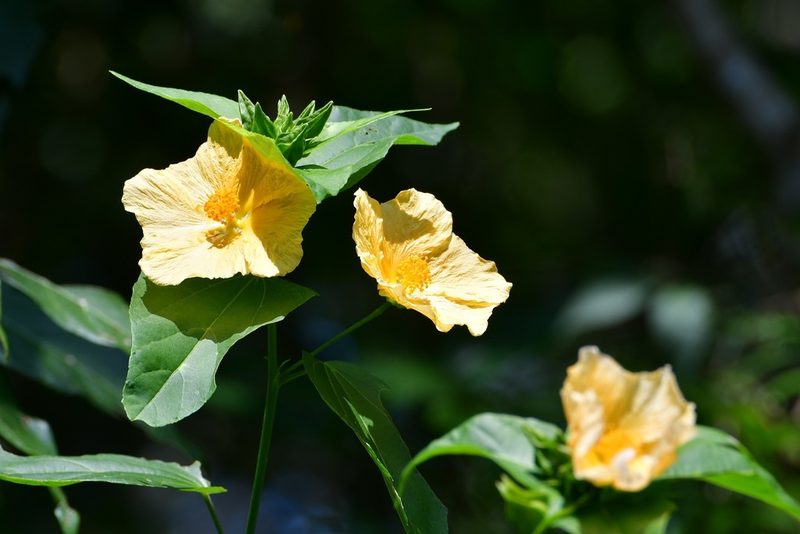 Dendrosida sharpiana, photographed by Neptalí Ramírez Marcial