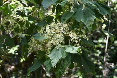 Heliocarpus terebinthinaceus, photographed by Neptalí Ramírez Marcial
