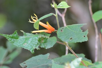 Triumfetta speciosa, photographed by Neptalí Ramírez Marcial