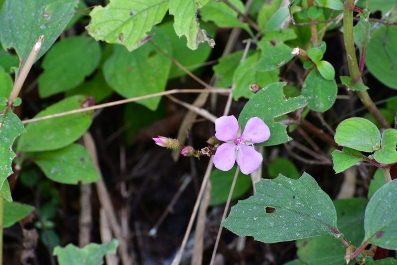 Heterocentron muricatum, photographed by Neptalí Ramírez Marcial