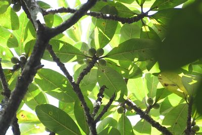 Ficus obtusifolia, photographed by Neptalí Ramírez Marcial