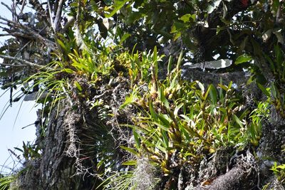 Maxillaria densa, photographed by Neptalí Ramírez Marcial