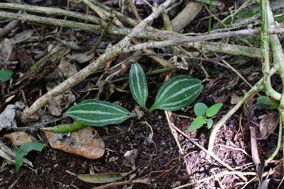 Sarcoglottis sceptrodes, photographed by Neptalí Ramírez Marcial