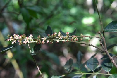 Picramnia antidesma, photographed by Neptalí Ramírez Marcial