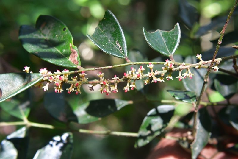 Picramnia antidesma, photographed by Neptalí Ramírez Marcial