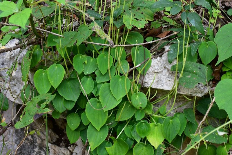 Peperomia lanceolatopeltata, photographed by Neptalí Ramírez Marcial