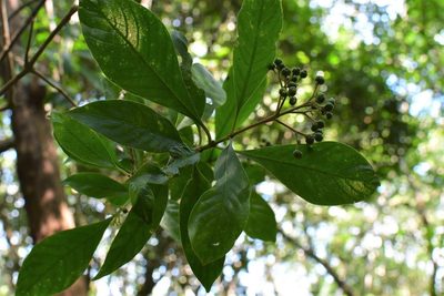 Palicourea pubescens, photographed by Neptalí Ramírez Marcial