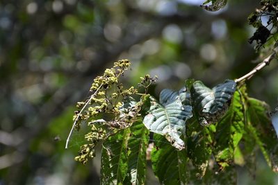 Machaonia erythrocarpa, photographed by Neptalí Ramírez Marcial