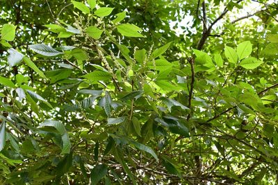 Thouinia acuminata, photographed by Neptalí Ramírez Marcial