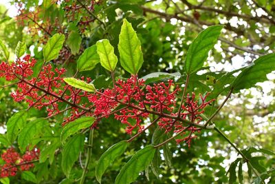 Cissus biformifolia, photographed by Neptalí Ramírez Marcial