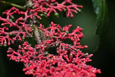 Cissus biformifolia, photographed by Neptalí Ramírez Marcial