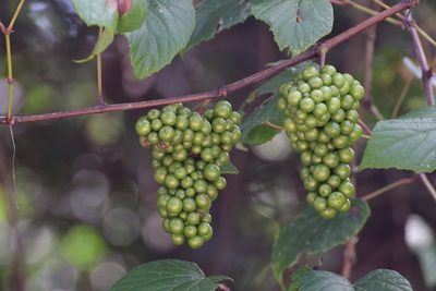 Vitis tiliifolia, photographed by Neptalí Ramírez Marcial