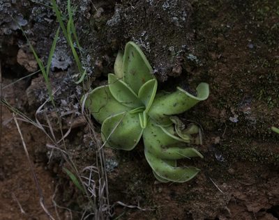 Pinguicula moranensis, photographed by Cullen Hanks