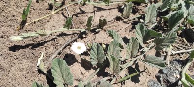Convolvulus hermanniae, photographed by Federico Muñoz
