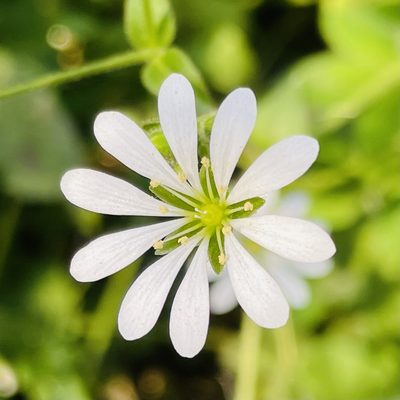 Stellaria chilensis, photographed by Francisco E. Fonturbel