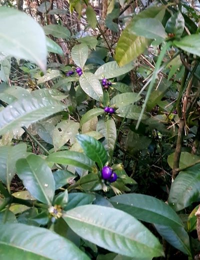 Psychotria laciniata, photographed by LPB