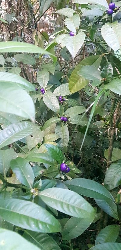 Psychotria laciniata, photographed by LPB