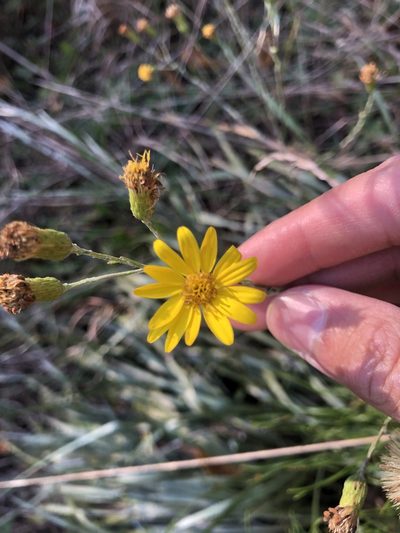 Pityopsis graminifolia, photographed by Dax Ledesma