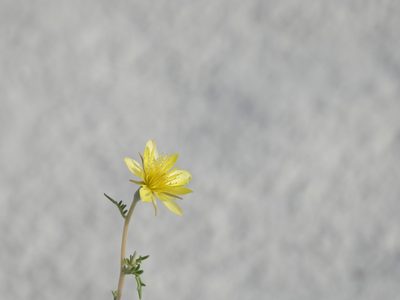 Mentzelia procera, photographed by Jared Shorma