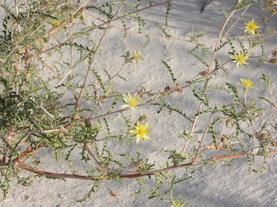 Mentzelia procera, photographed by Jared Shorma