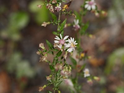 Symphyotrichum lateriflorum, photographed by Alexis Tinker-Tsavalas