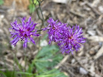 Vernonia acaulis, photographed by ragbird