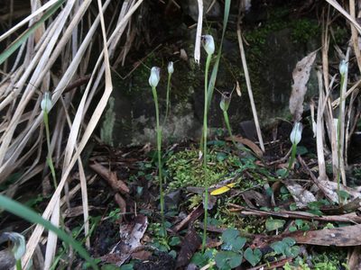 Pterostylis pedunculata, photographed by Cowirrie