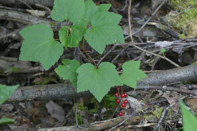 Ribes triste, photographed by Ellyne Geurts