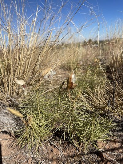 Asclepias pumila, photographed by Stephen Hornbeck