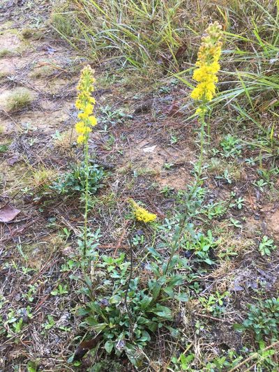 Solidago erecta, photographed by Becky Dill