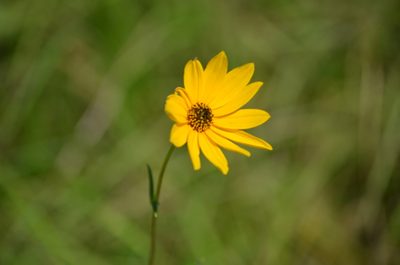 Helianthus angustifolius, photographed by natgrace18