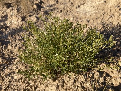 Stenaria nigricans, photographed by Cecelia Alexander