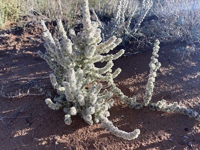 Halogeton glomeratus, photographed by Robbie Hannawacker