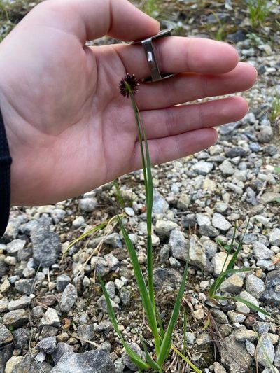 Juncus ensifolius, photographed by Erin Springinotic