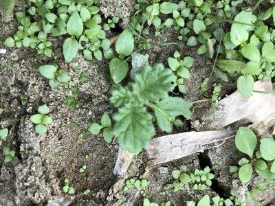 Coldenia procumbens, photographed by Cheng-Tao Lin