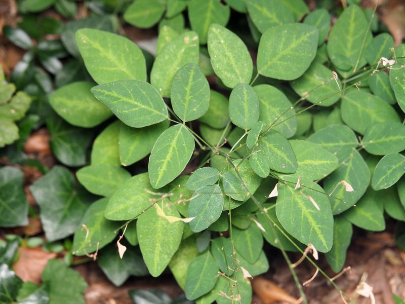 Desmodium perplexum, photographed by Katja Schulz