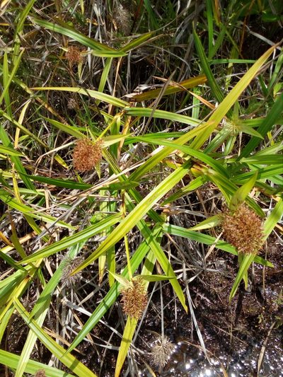 Scleria cyperina, photographed by Guillaume Delaitre