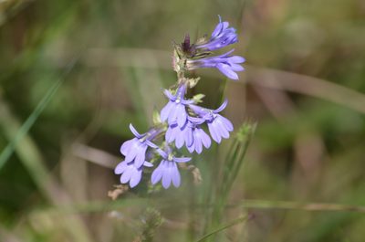 Lobelia puberula, photographed by natgrace18