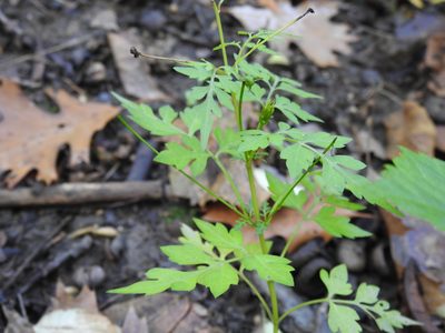 Bidens bipinnata, photographed by Yann Kemper