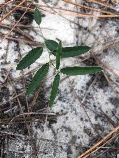 Euphorbia curtisii, photographed by John Kees