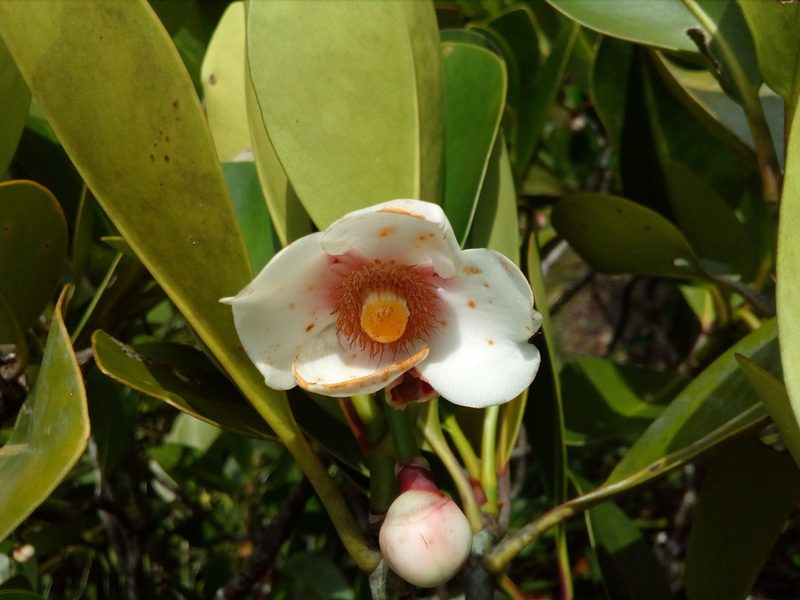 Clusia nemorosa, photographed by Guillaume Delaitre