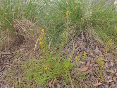 Bulbine bulbosa, photographed by Cobi Calyx