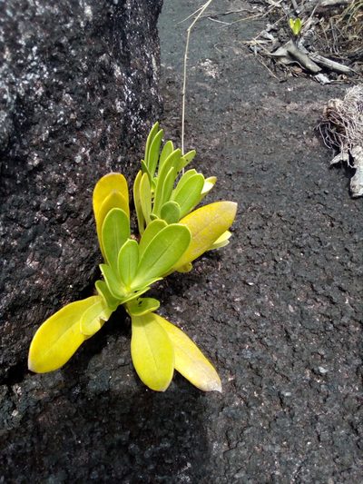 Chelonanthus hamatus, photographed by Guillaume Delaitre